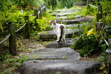 Cat with two different color eyes standing on a leafy path