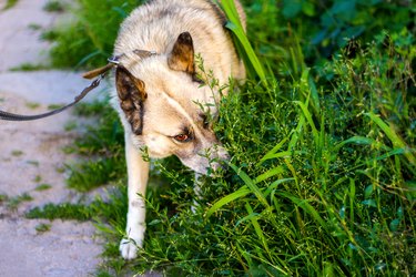 Defocus close-up siberian laika husky on a leash. Dog smelling for hunting in garden. The pet takes the trail and sniffing ground and grass. Eating wheat grass, treating animals. Out of focus