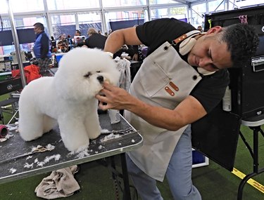 A bichon frise dog being carefully clipped by a groomer