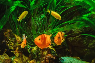 Parrot cichlids in a tank