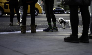 small white dog on the streets of a big city