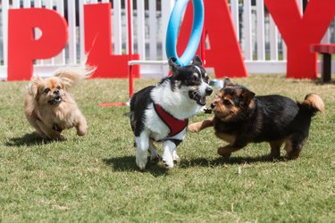 Dogs Joyfully Play And Run In Dog Park