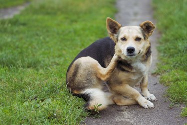 dog posing outdoors