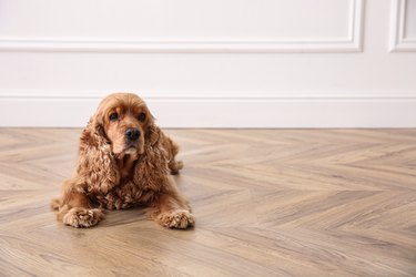 Cute Cocker Spaniel dog lying on warm floor indoors, space for text. Heating system