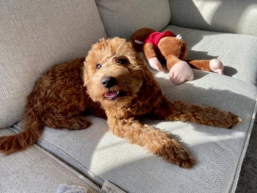 Happy Goldendoodle