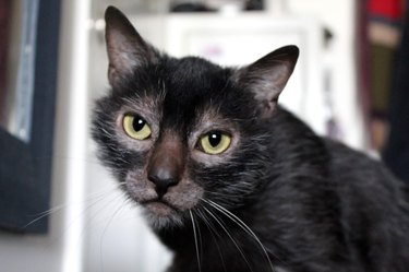 Lykoi Cat Portrait