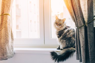 domestic cat is long-haired, fluffy, in good health