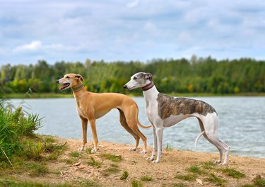 Two English Whippets