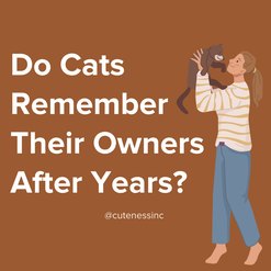 "Do Cats Remember Their Owners After Years" with an illustrated graphic of a woman holding a cat. 