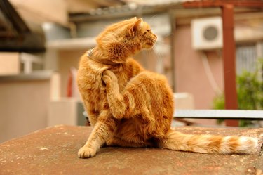 Yoga Cat