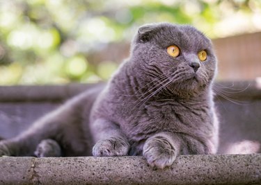 Scottish Fold Cat Outside