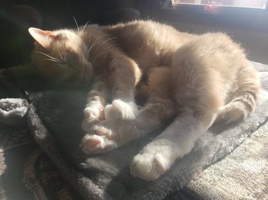 Same Beige and white cat changing their mind about the wrapping paper and sleeping on heated blanket.