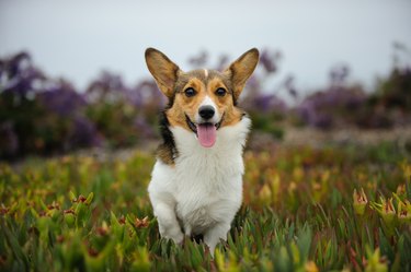 Pembroke Welsh Corgi Running in Field