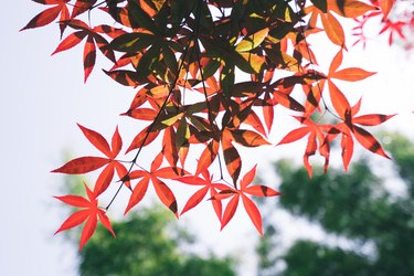 Red Maple leaves of a tree.