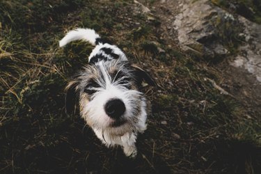 Small dog walking friendly looking in the camera lens.