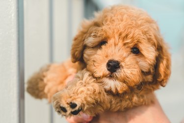 Close up of a small brown dog