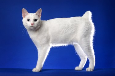 White Japanese bobtail cat on a blue background.