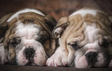 Two cute bulldog puppies