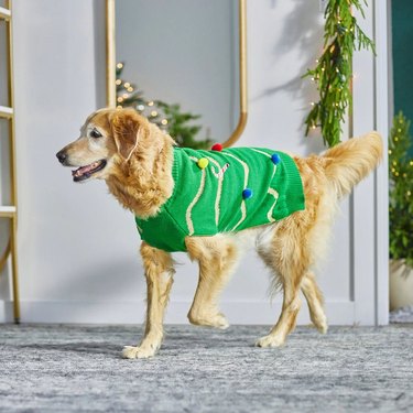 Dog wearing green ugly Christmas sweater with garland and pompoms on it.