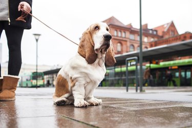 Low section of woman holding leash of Basset Hound on sidewalk