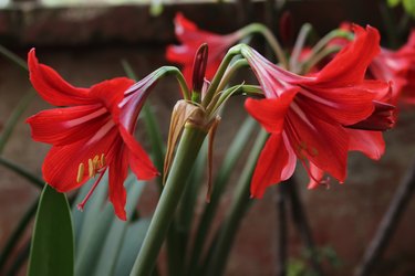 Red Amaryllis Belladonna flowers close-up