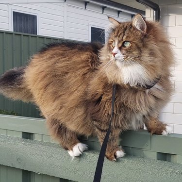 a fluffy orange cat walking on a fence.