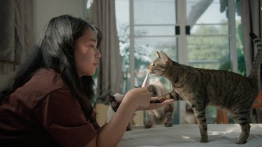 Cute cats eat cat food together.