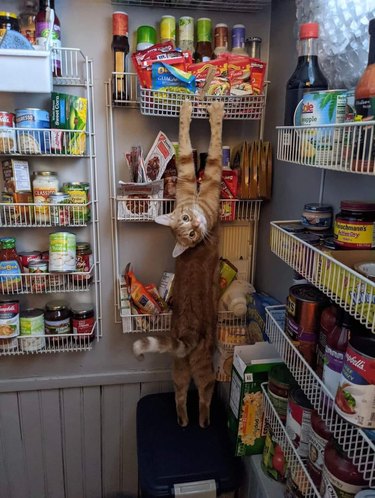 cat hanging on to shelf in pantry.