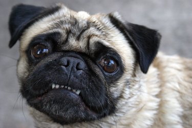 Pug Showing Teeth