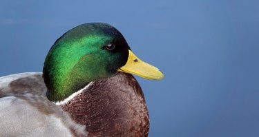 A beautiful close-up side view of a male mallard duck against a clear blue sky background.