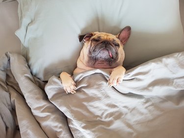 Cute pug dog sleeping on pillow in bed covered in a blanket