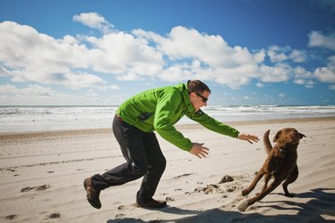 Dog evades owner