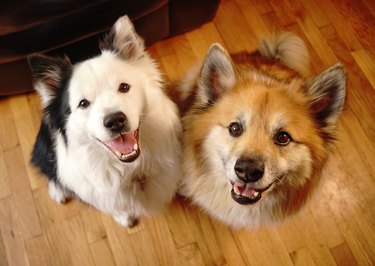 Two Canine Dog Companions Look at the Camera