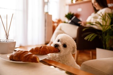 Hungry little dog stealing a croissant off of the plate on a coffee table