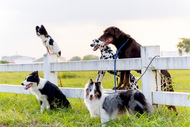 Group of different type dogs stand  near garden fence as line formation and look forward with sun light and grass field.