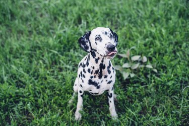 Dalmatian looking up with their tongue out and sitting on grass