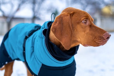 Close-up of vizsla looking away during winter,Slovakia