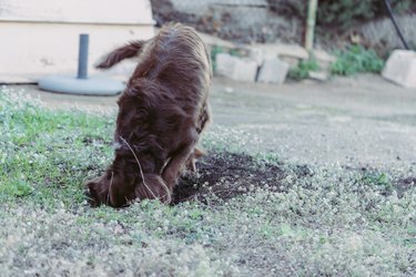 Concept behavior of dogs. Dog of the munsterlander breed sleeping on the street.