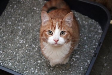 Orange cat sitting in the litter box and looking up to the camera.