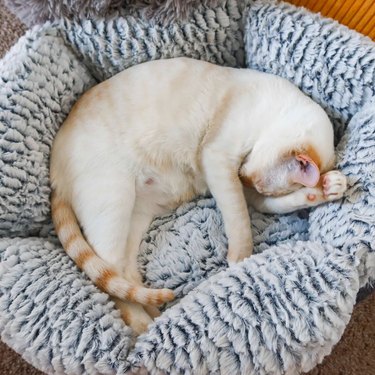 Cat sleeping in a gray cuddler bed.