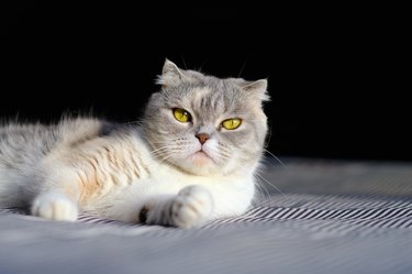 portrait of a Scottish fold cat