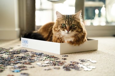 A Siberian Cat Resting in Puzzle Box