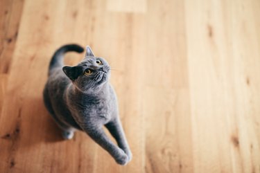 Russian blue cat playing at home.