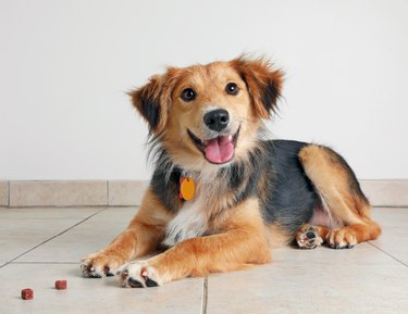 Australian Shepherd Dog looking happy in the ground next to treats