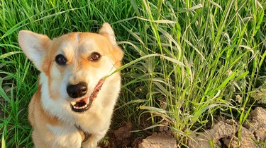 A cute welsh corgi eats grass funny.