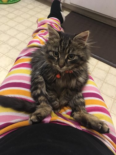 A veterinarian adopts an abandoned kitten, who is sitting in their lap.