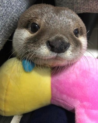 cute otter