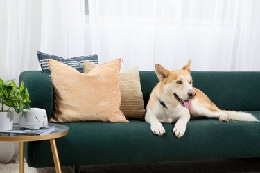 Panting dog sitting on a green couch next to a white noise machine that's situated on a glass side table.