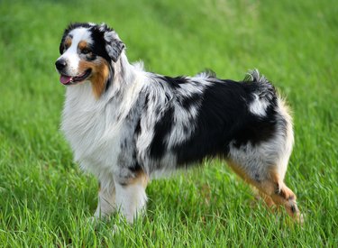 Australian shepherd