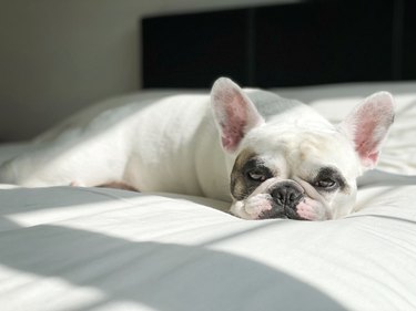 French Bulldog lying comfortably in bed